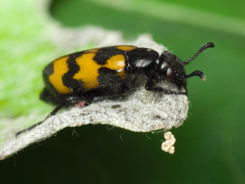 Mylabris pusilla Olivier, 1811